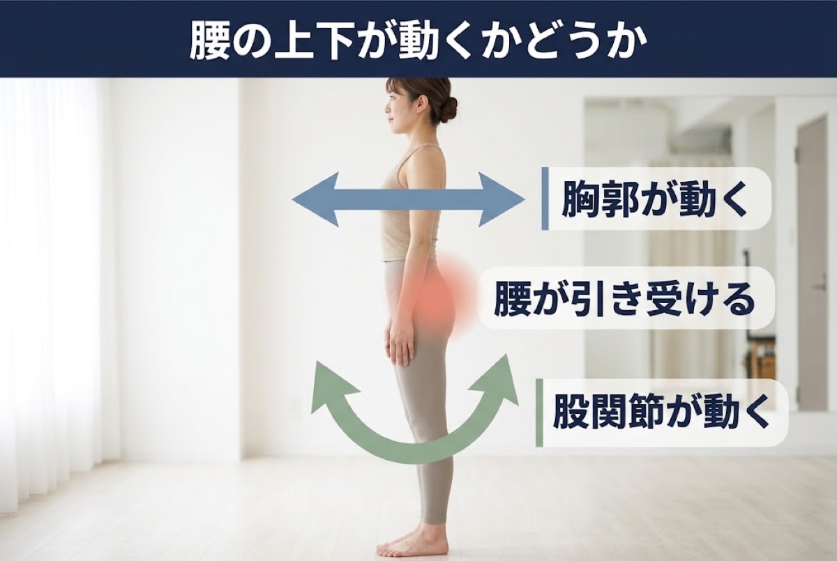 腰にかかる負担に関わる場所。股関節と胸郭が動くかどうか