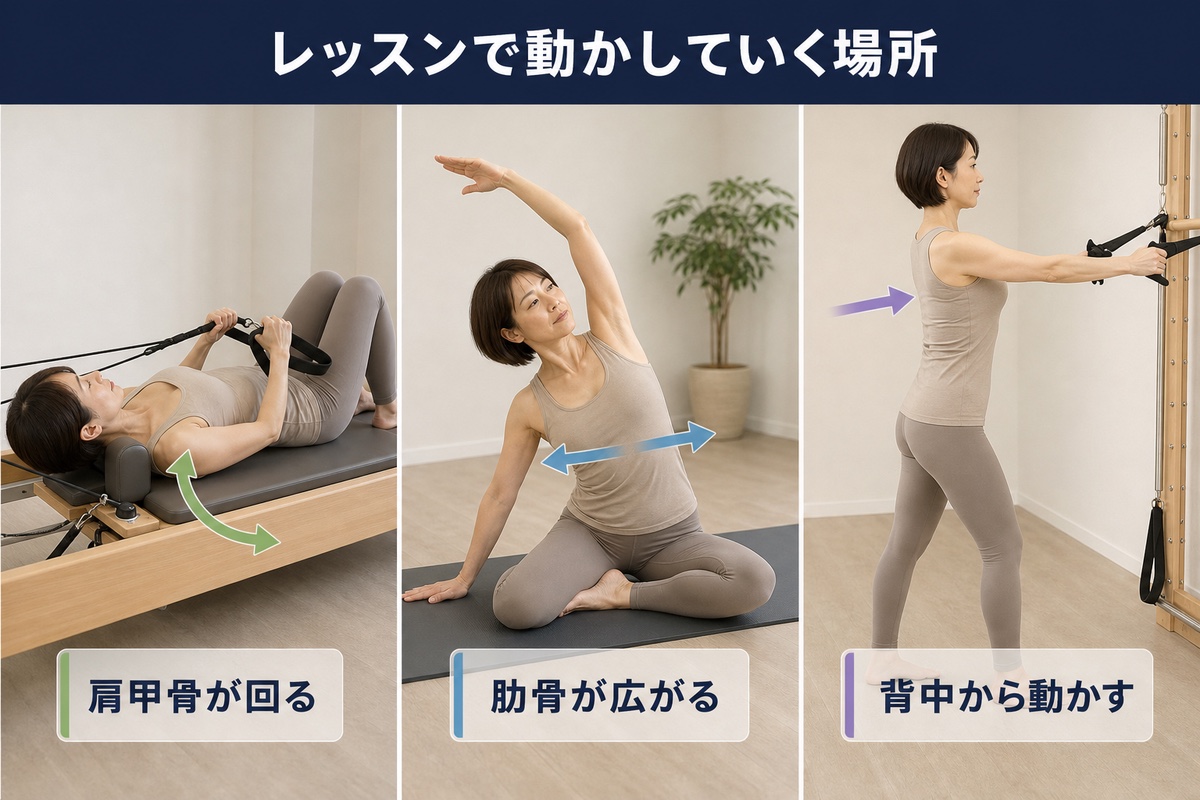 レッスンで動かしていく場所。肩甲骨が回る、肋骨が広がる、背中から動かす