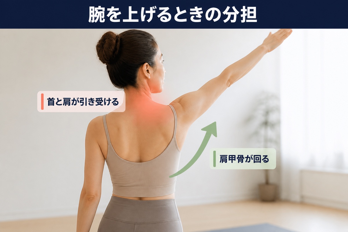 腕を上げるときの分担。肩甲骨が回る分と、首と肩が引き受ける分