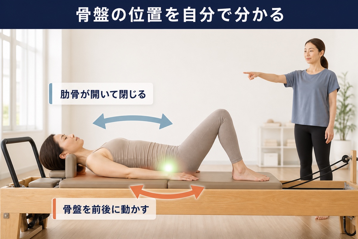 骨盤の位置を自分で分かる。骨盤を前後に動かし、肋骨が開いて閉じるのを確かめる
