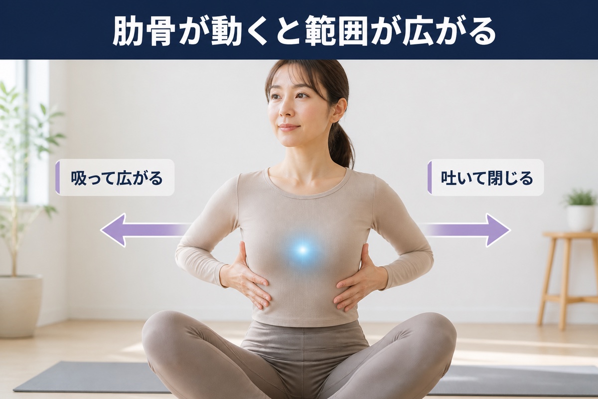 肋骨が動くと範囲が広がる。息を吸って広がり、吐いて閉じる