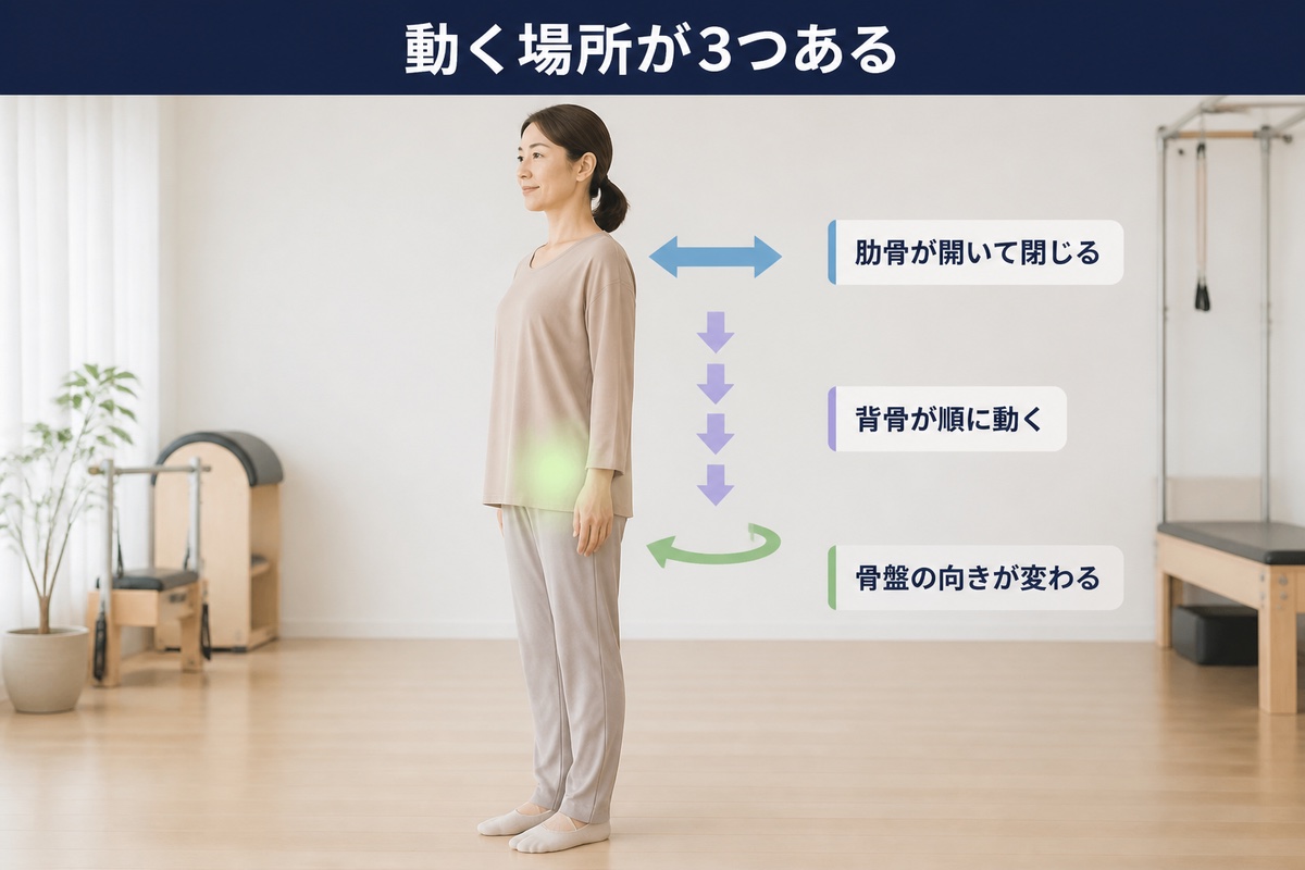 動く場所が3つある。肋骨が開いて閉じる、背骨が順に動く、骨盤の向きが変わる