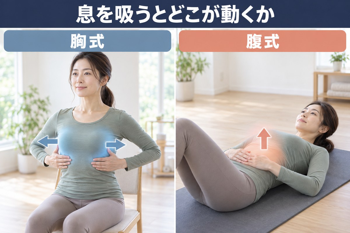胸式呼吸。息を吸うと肋骨が左右へ広がり、お腹はふくらまない