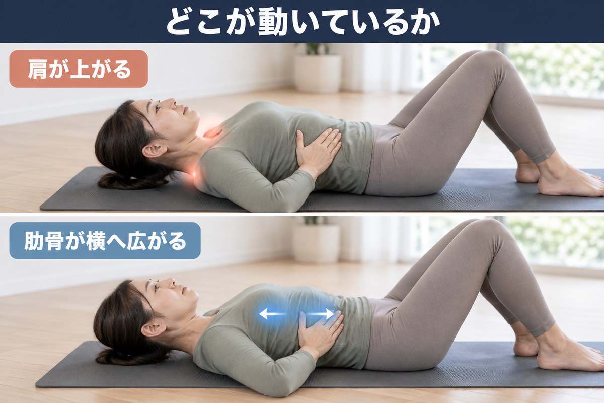 呼吸のやり方の対比。肩が上がる吸い方と、肋骨が横へ広がる吸い方
